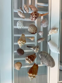 Some of our morning walk finds