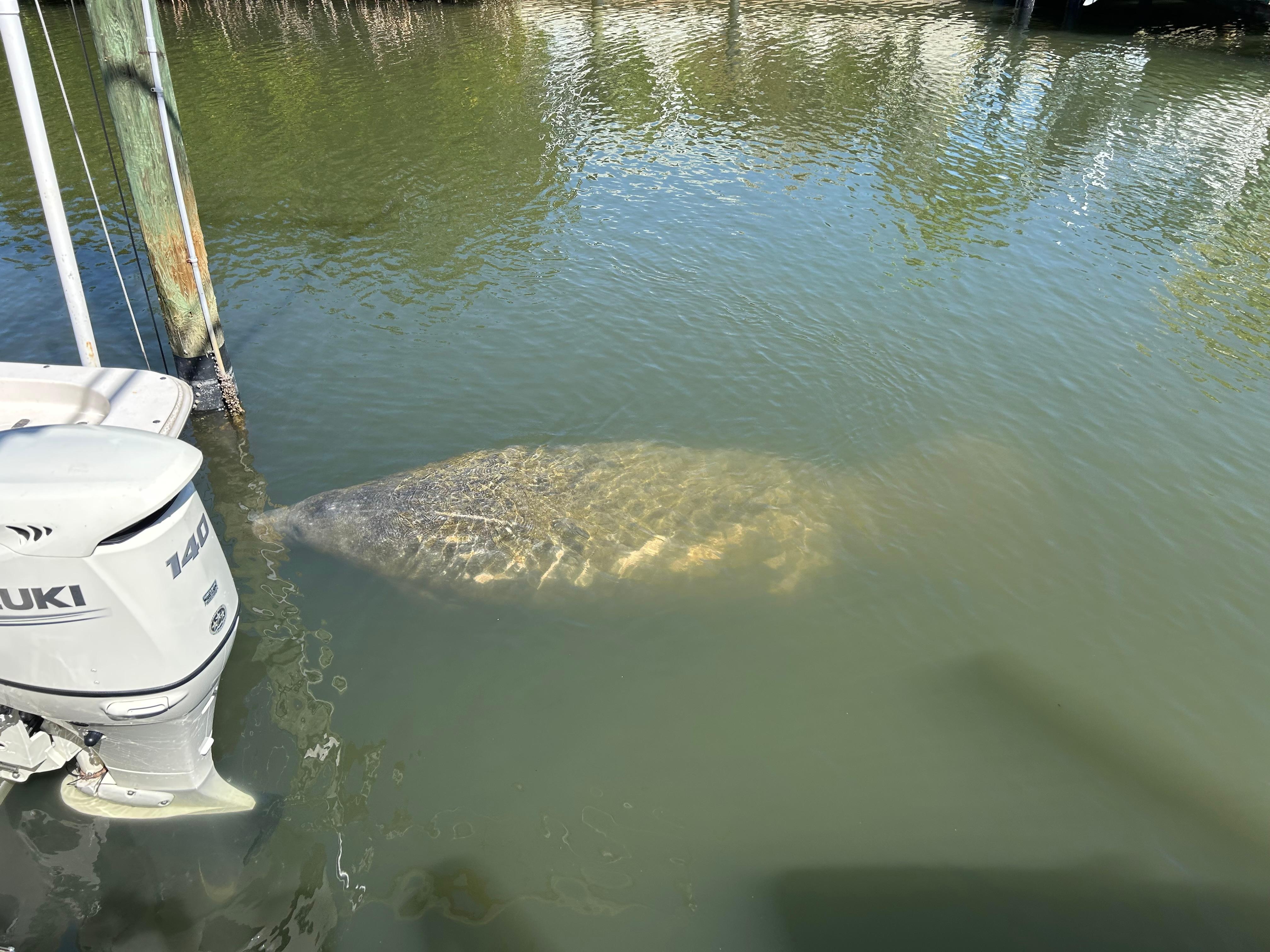 Manatees at the boat dock.