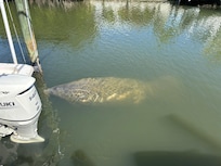 Manatees at the boat dock.