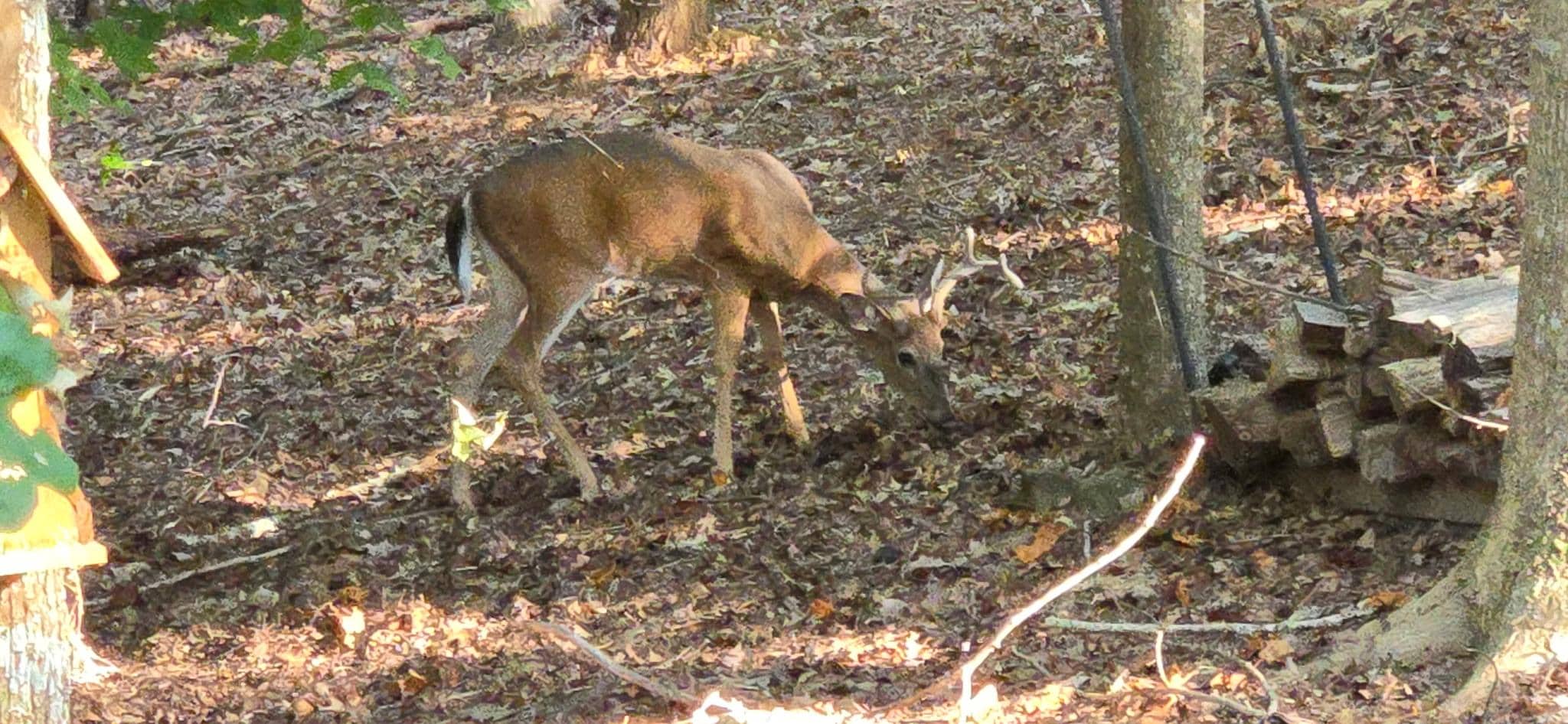 Deer foraging just off back deck.