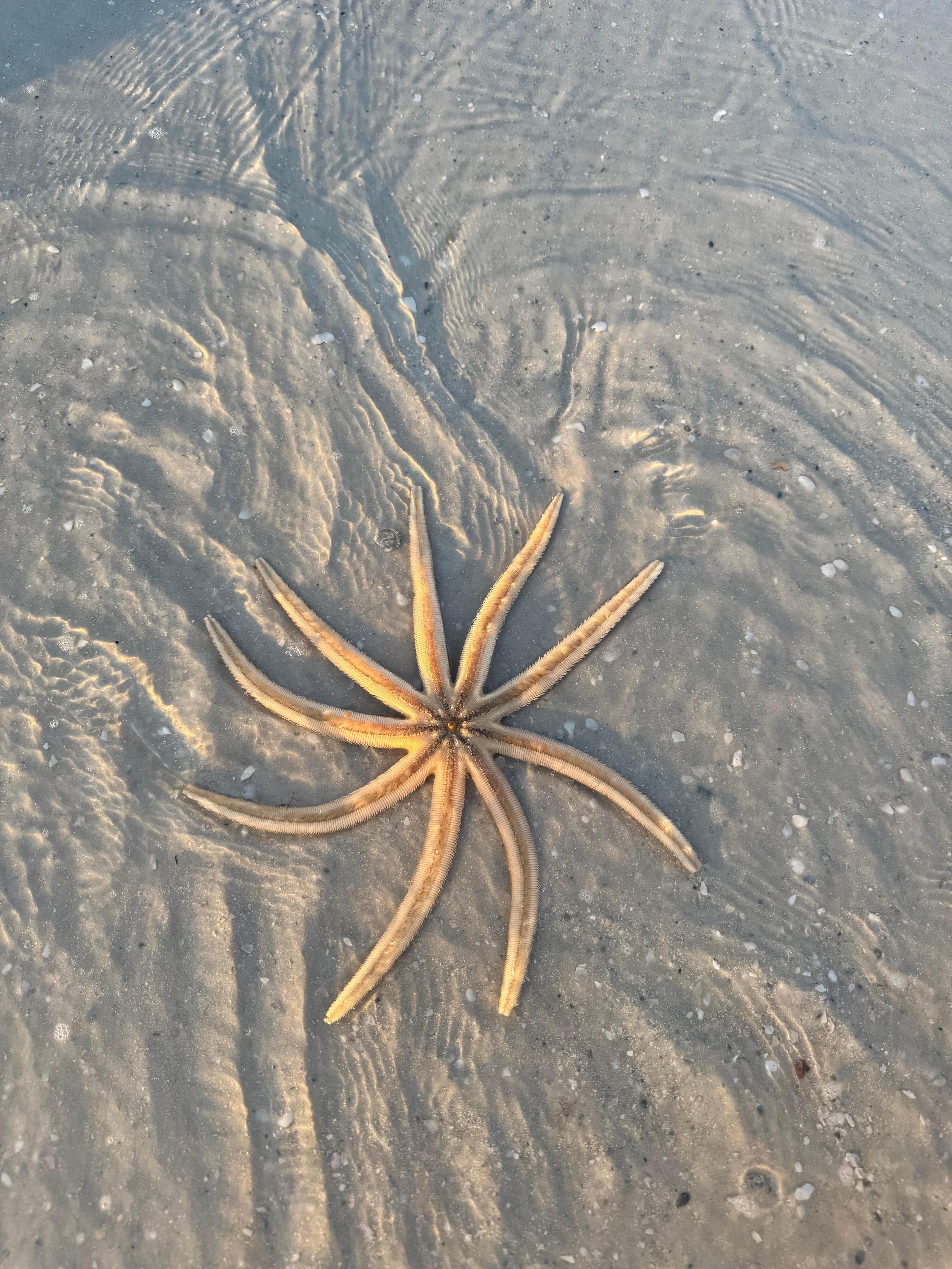 Saw starfish in the surf!