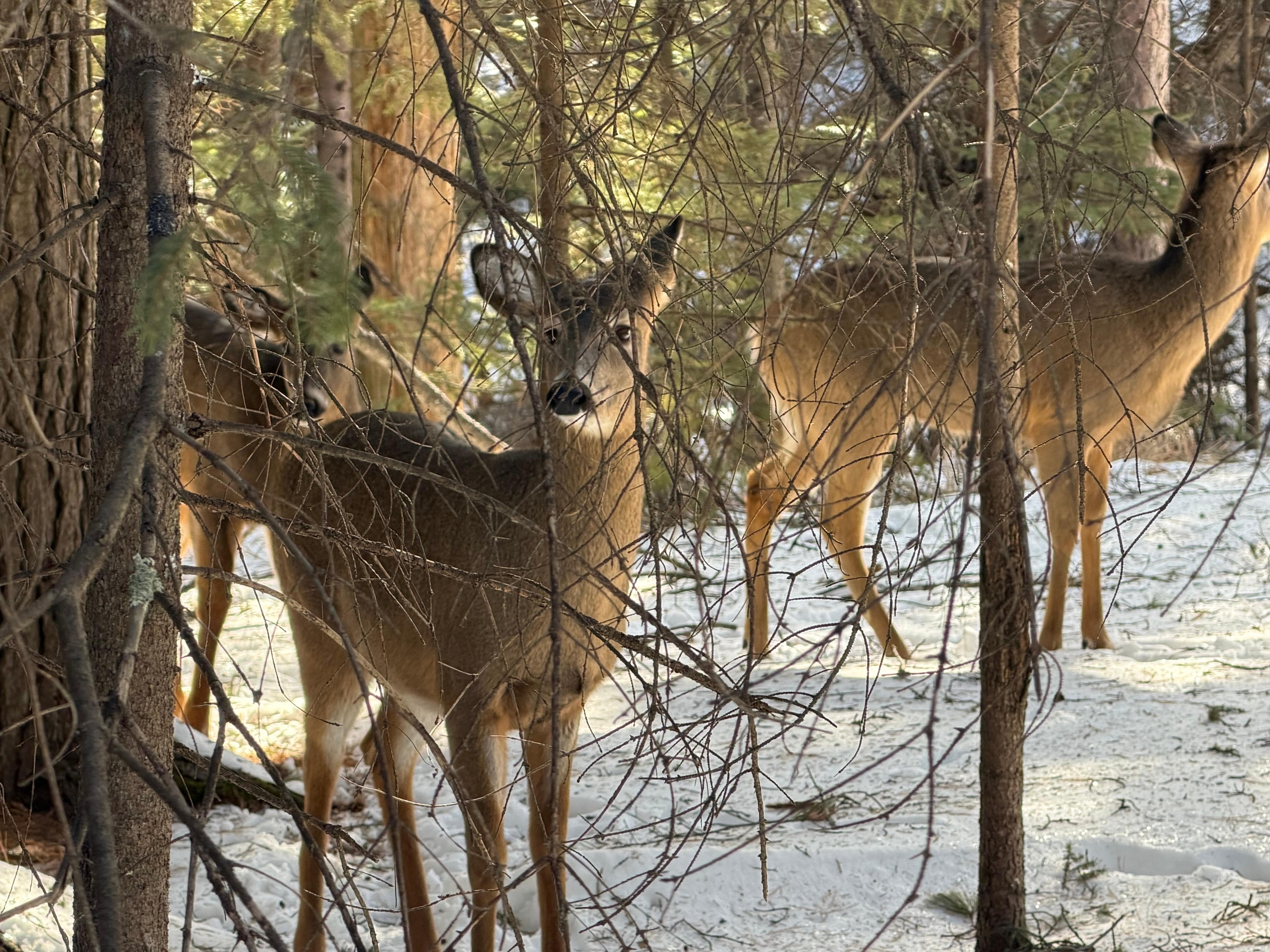 Family of deer without a care in the world! 5 feet away from us.