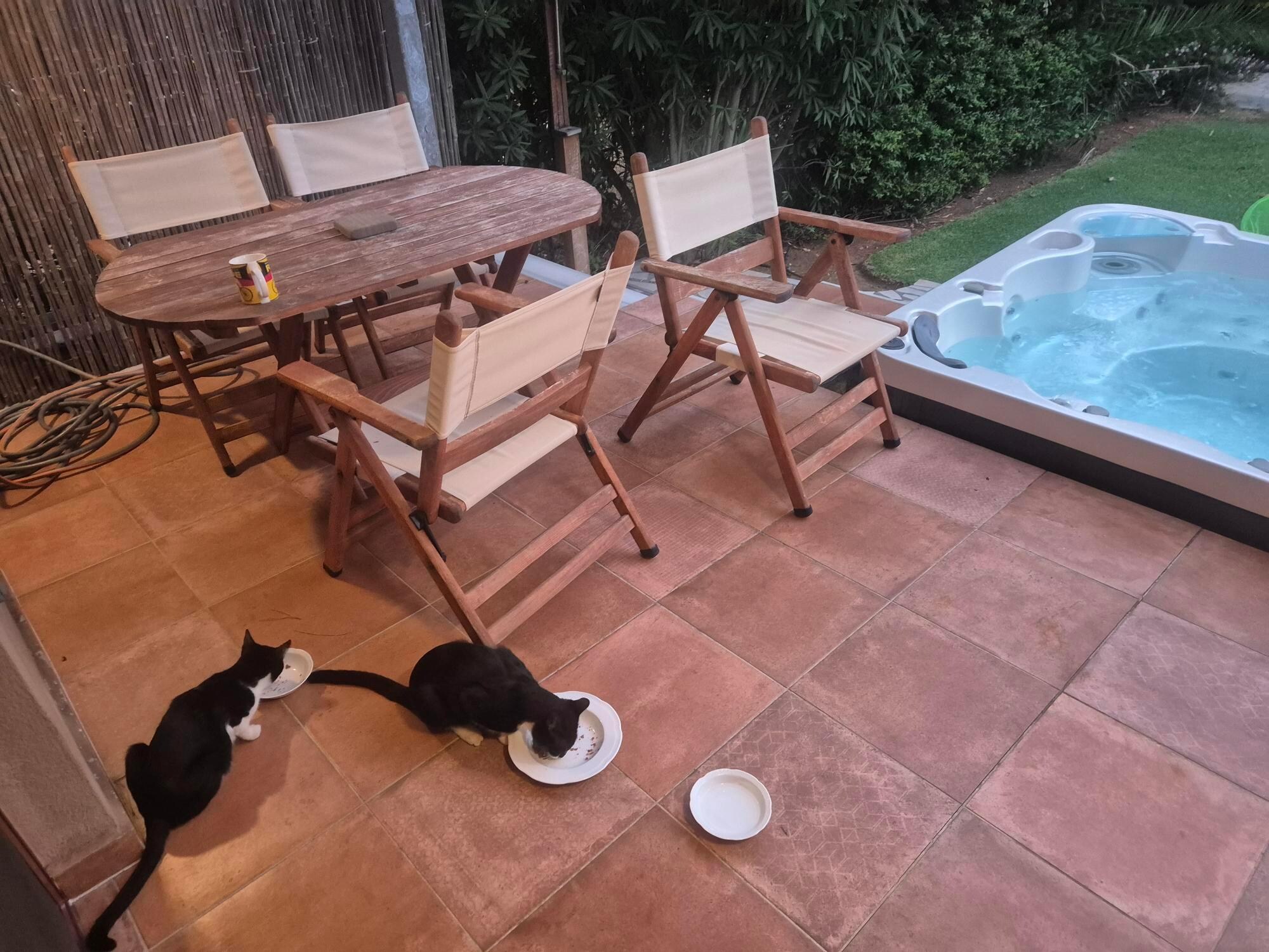 A view of the terrace with our adopted cats for the week!