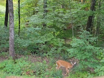 Lots of deer grazing on the trails behind the house