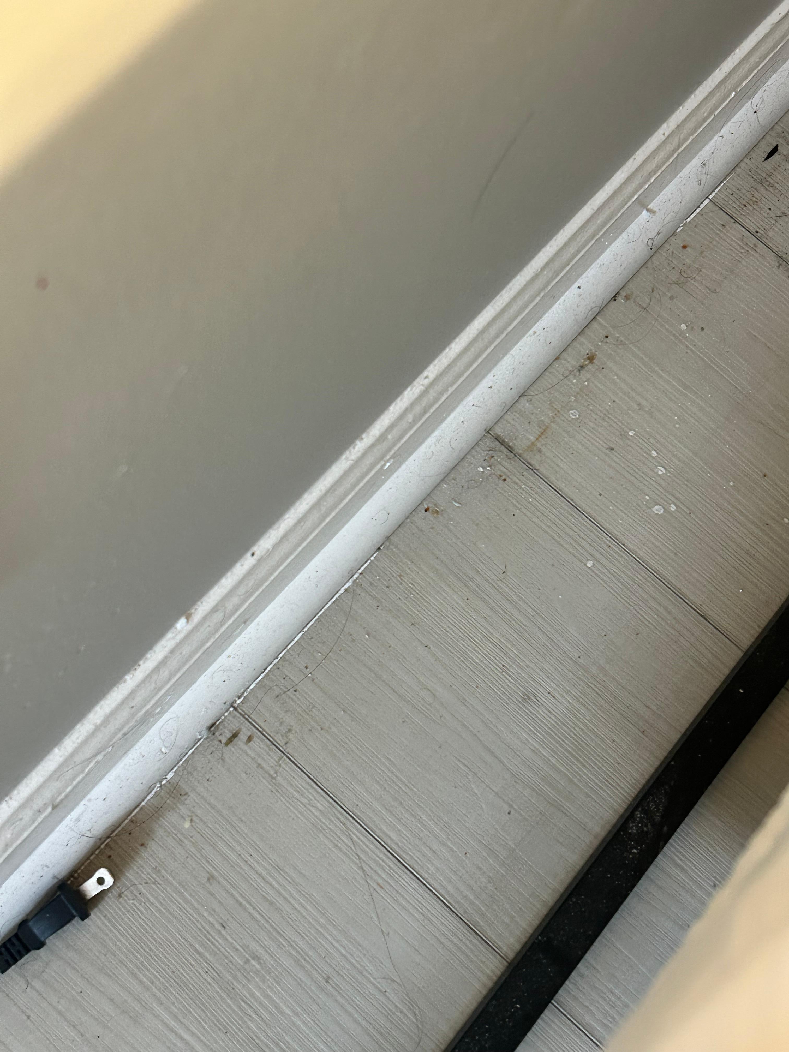 Dust, dirt, hair at floorboards 