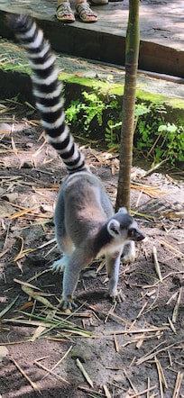 Lémurien croisé en visite.