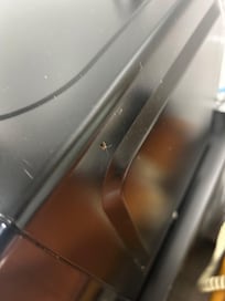 Roach on microwave