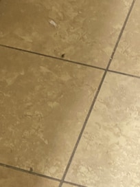 Small roach