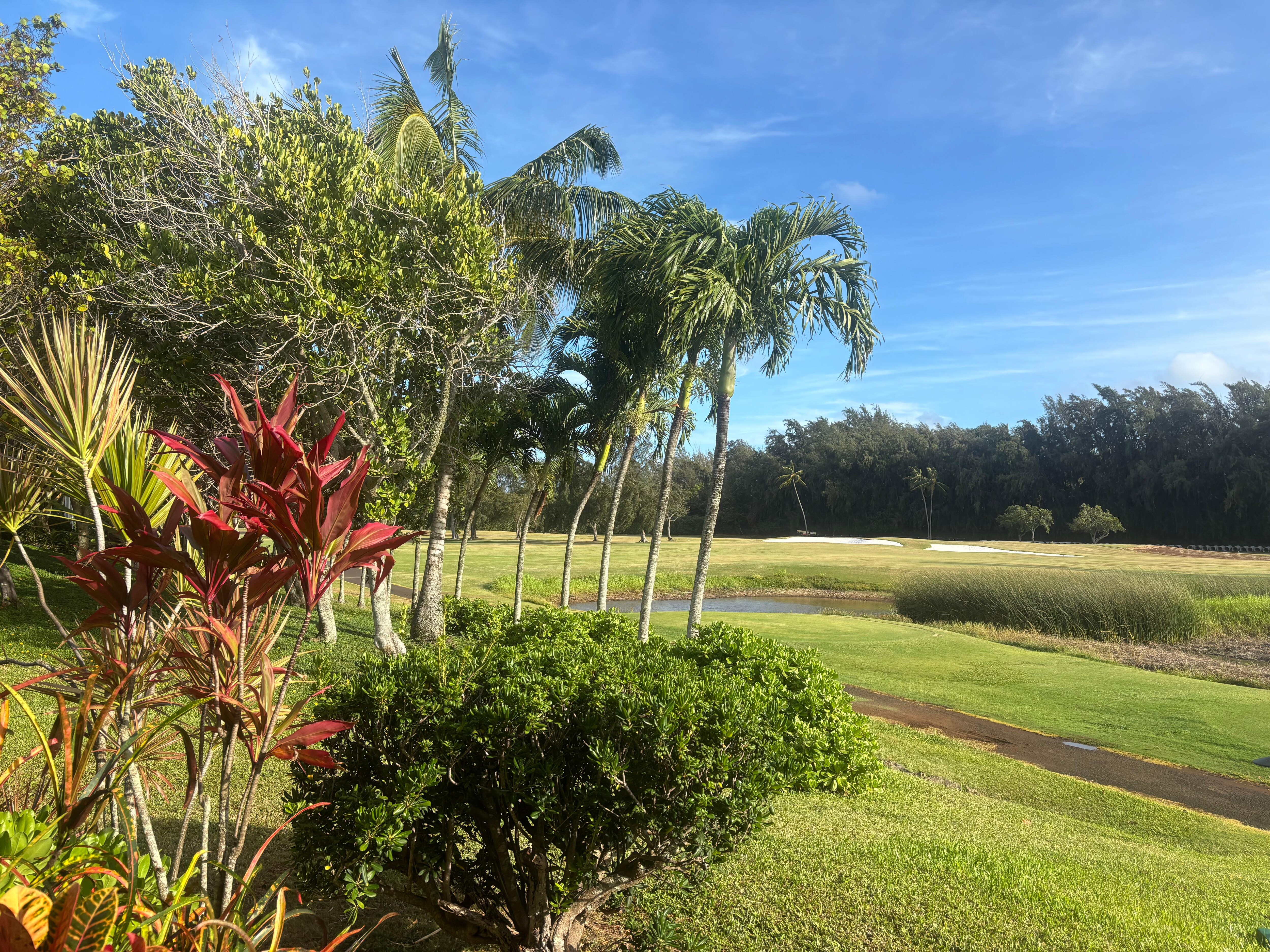 Beautiful grounds outside the patio