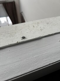 Other window sill with a fly