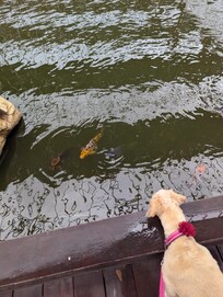 My dog across the street at amusement park