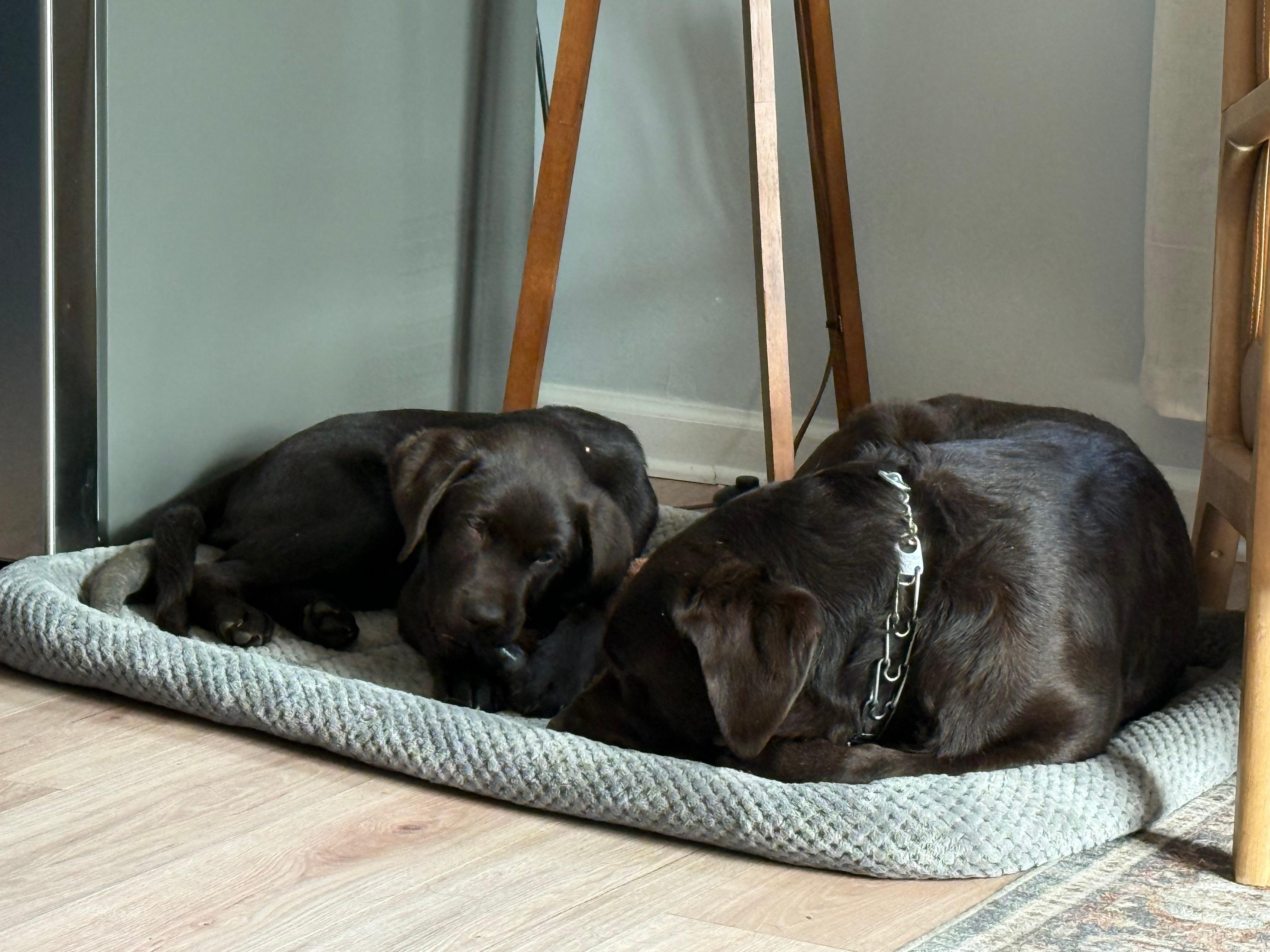 My two labradors loved the home.
