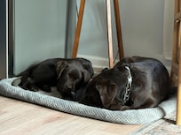 My two labradors loved the home.