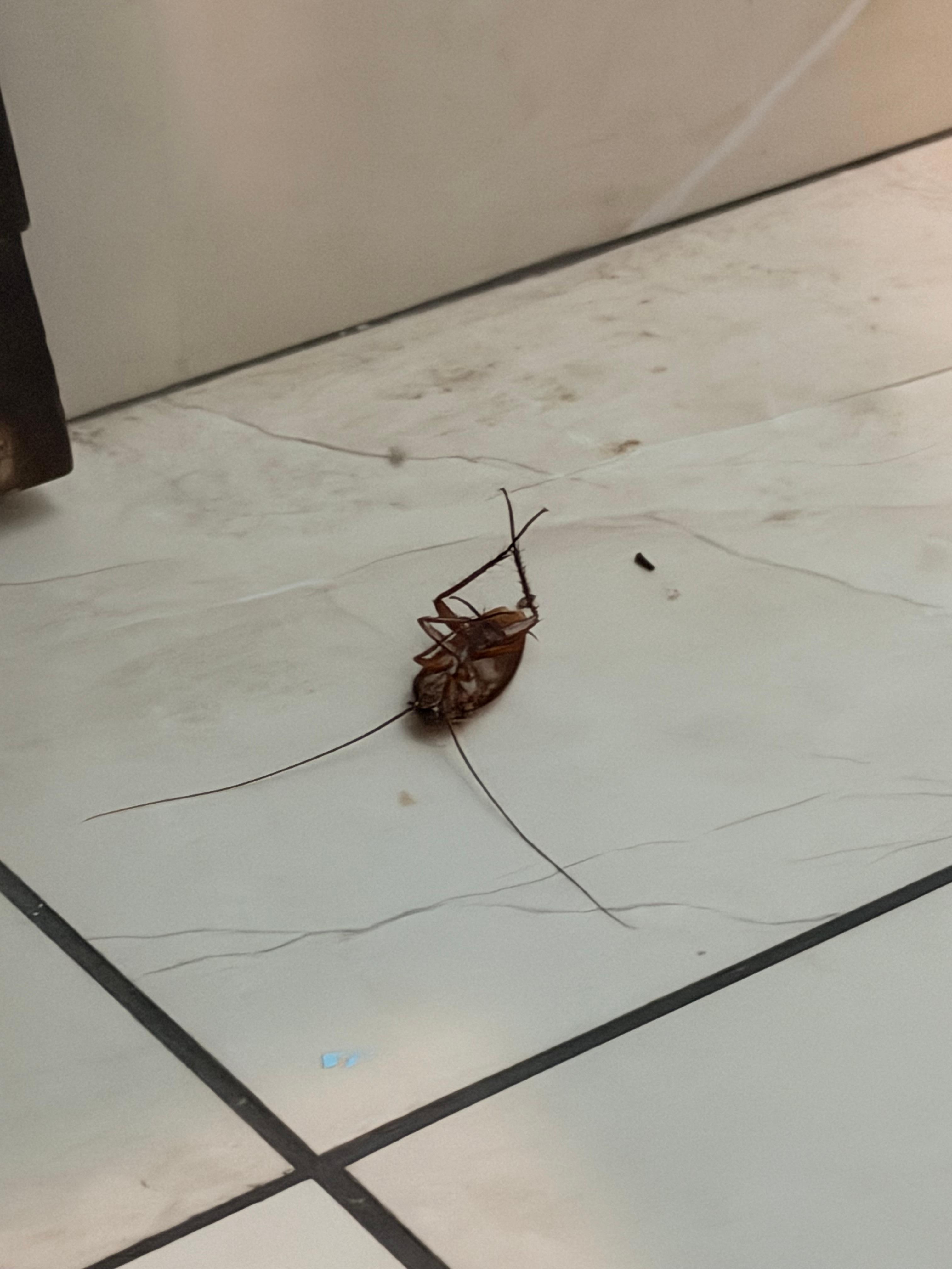 Roaches