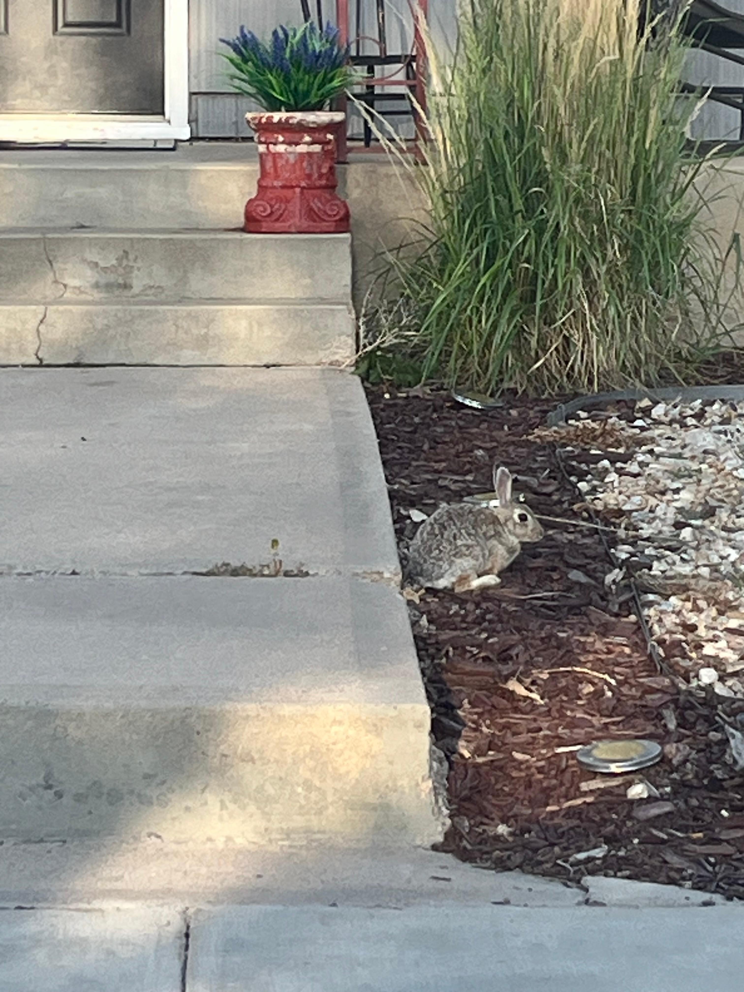 Resident bunny! :)