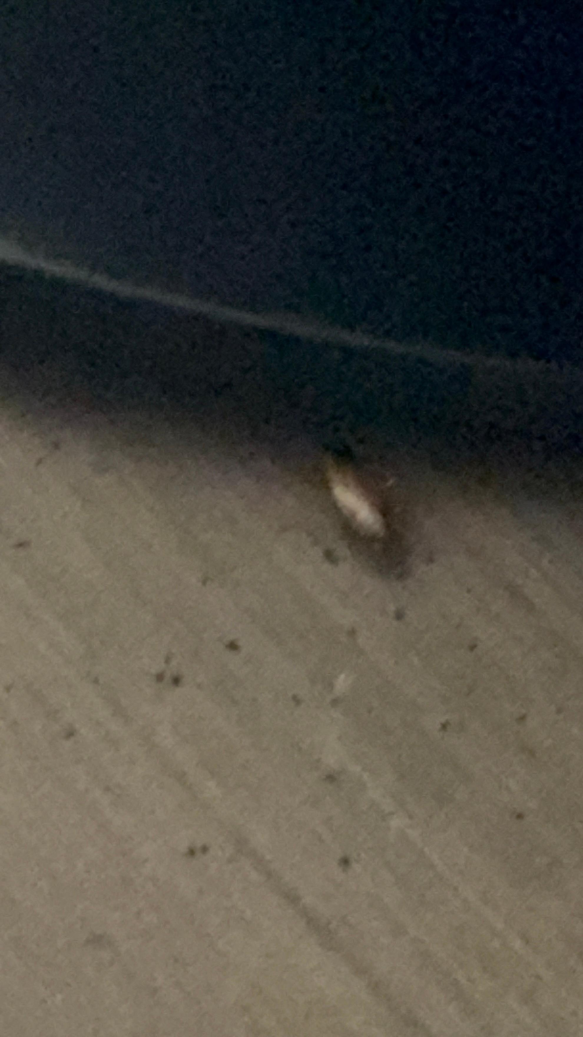 Roaches