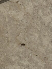 Bug in bathroom