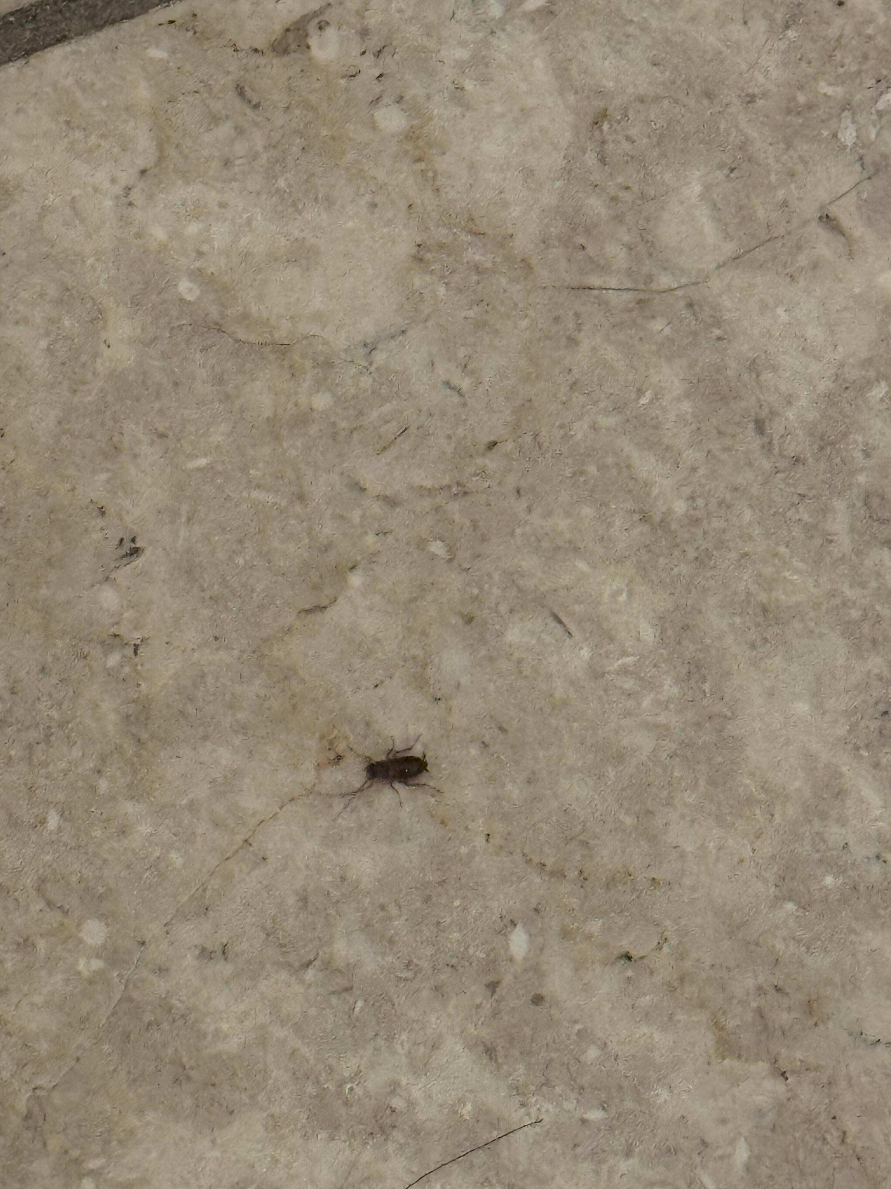 Bug in bathroom