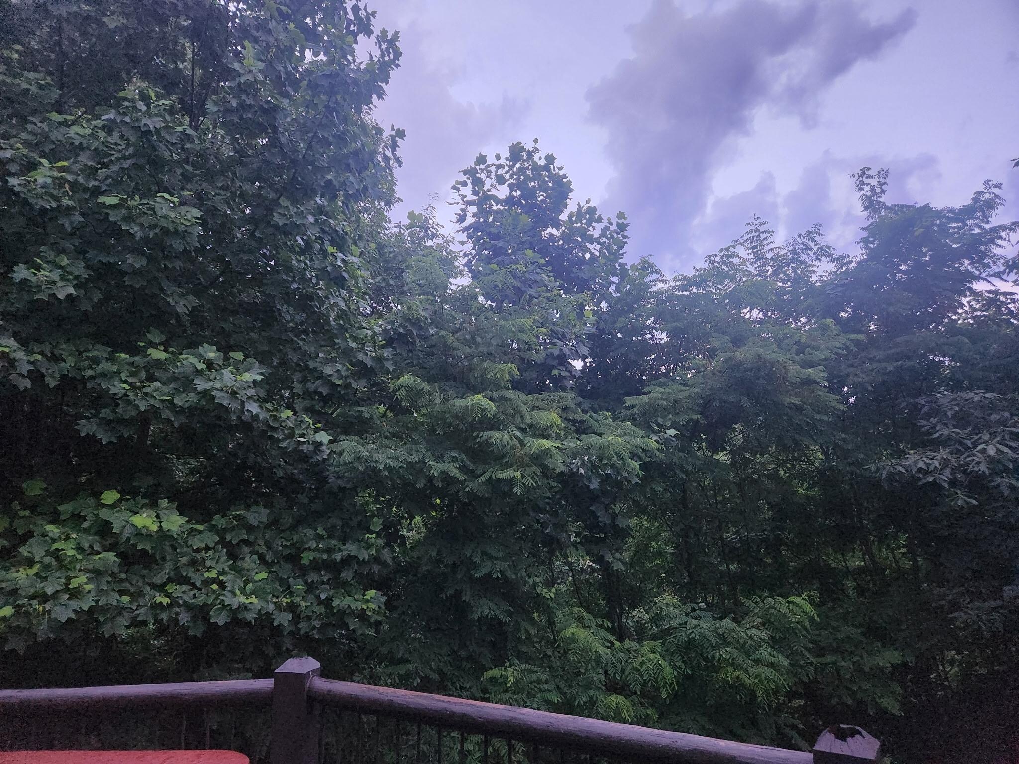 The view
