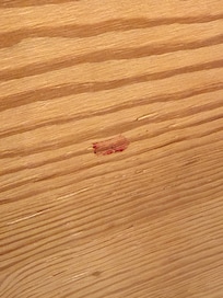 The bedbug crawled its way up the wall, where it was squished. As evident, very well fed and in the later stages of development.