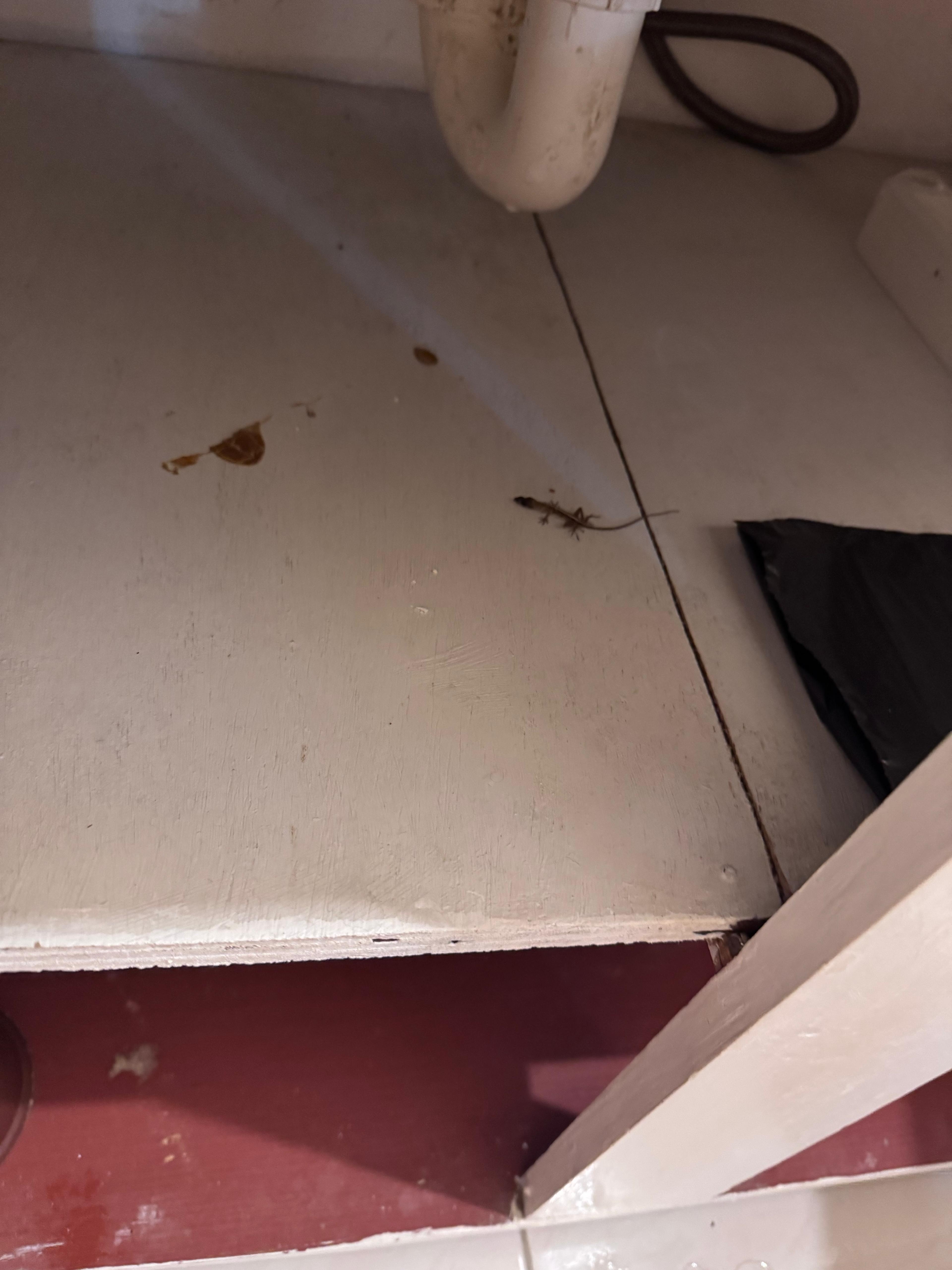 Cupboards dirty and dead lizards not cleared cockroach infestation could not find source