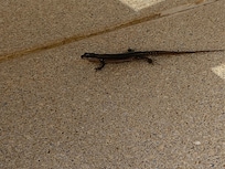 Kleiner Mitbewohner im Garten
