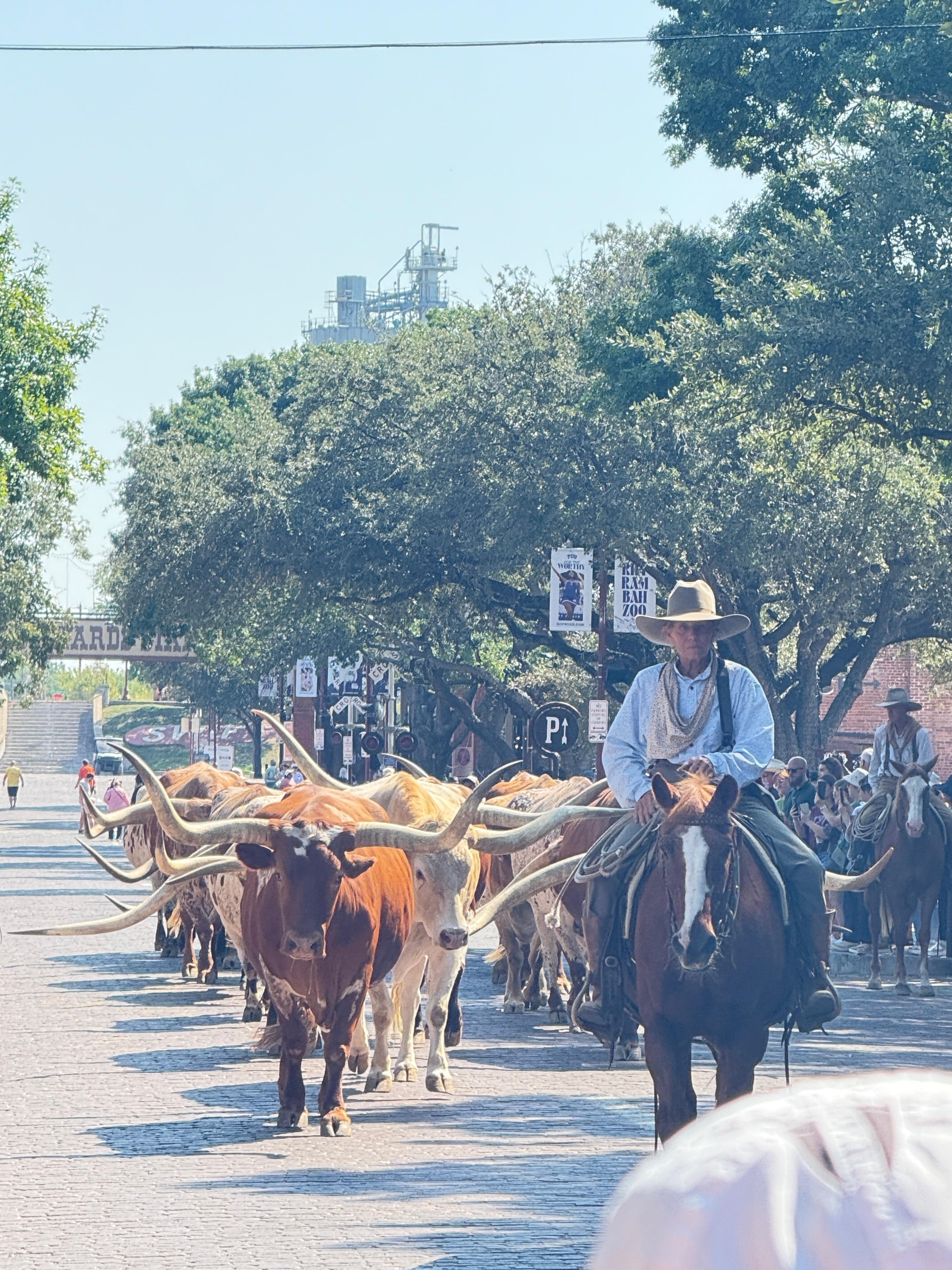Cattle drive in the Stockyards 