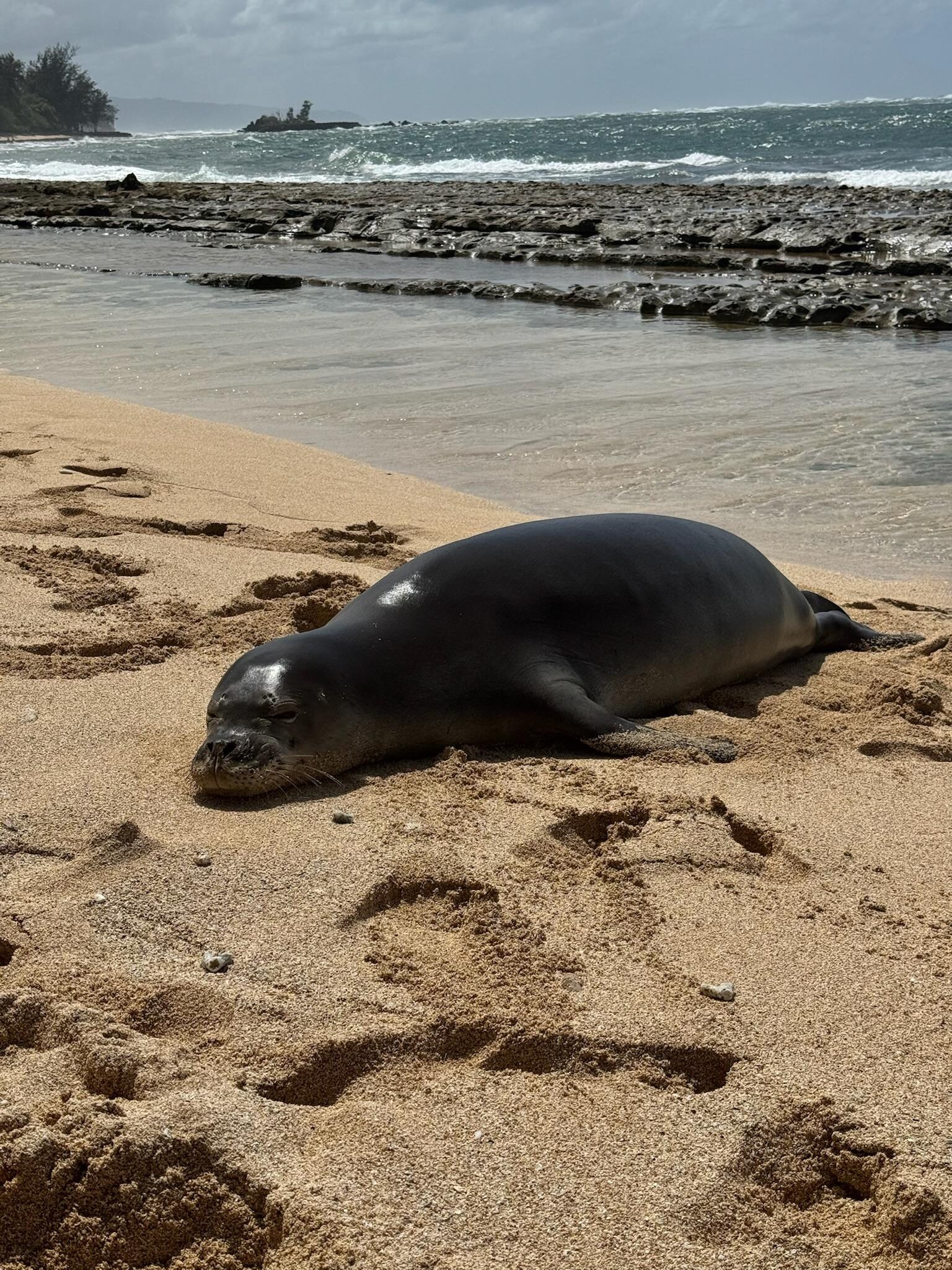 Seal napping on beach close to our lodging