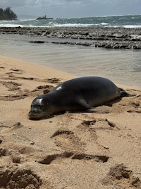 Seal napping on beach close to our lodging