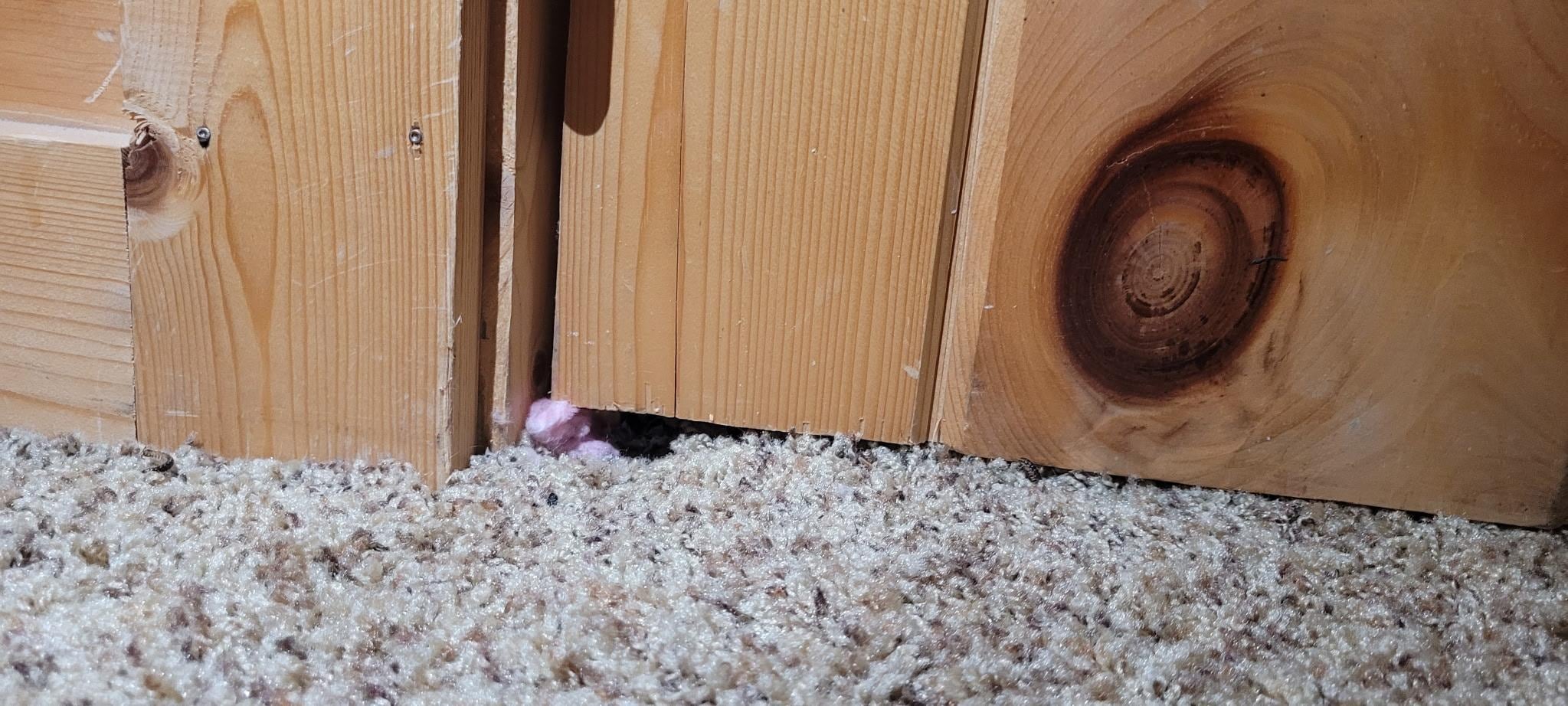 Mouse chewed carpet to make hole under door 