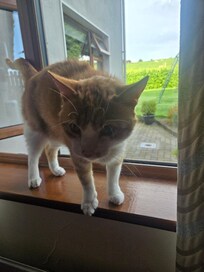 Friendly visitor in the morning.