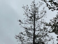 A local hawk’s lookout.