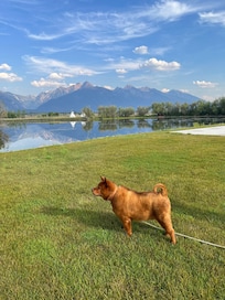 Our dog Chief enjoying the grounds.