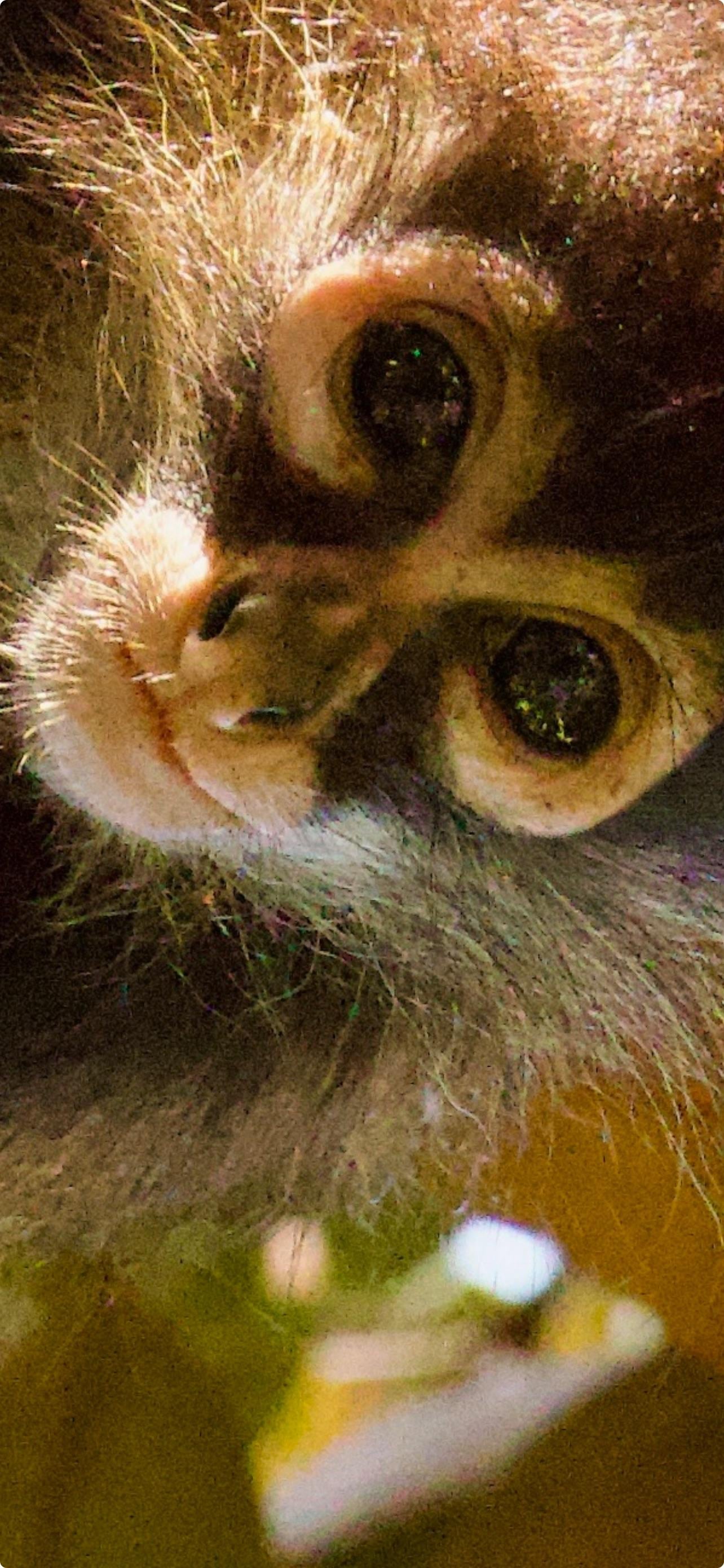 A Spider Monkey on the property