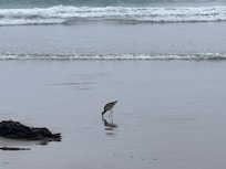Long Billed Curlew
