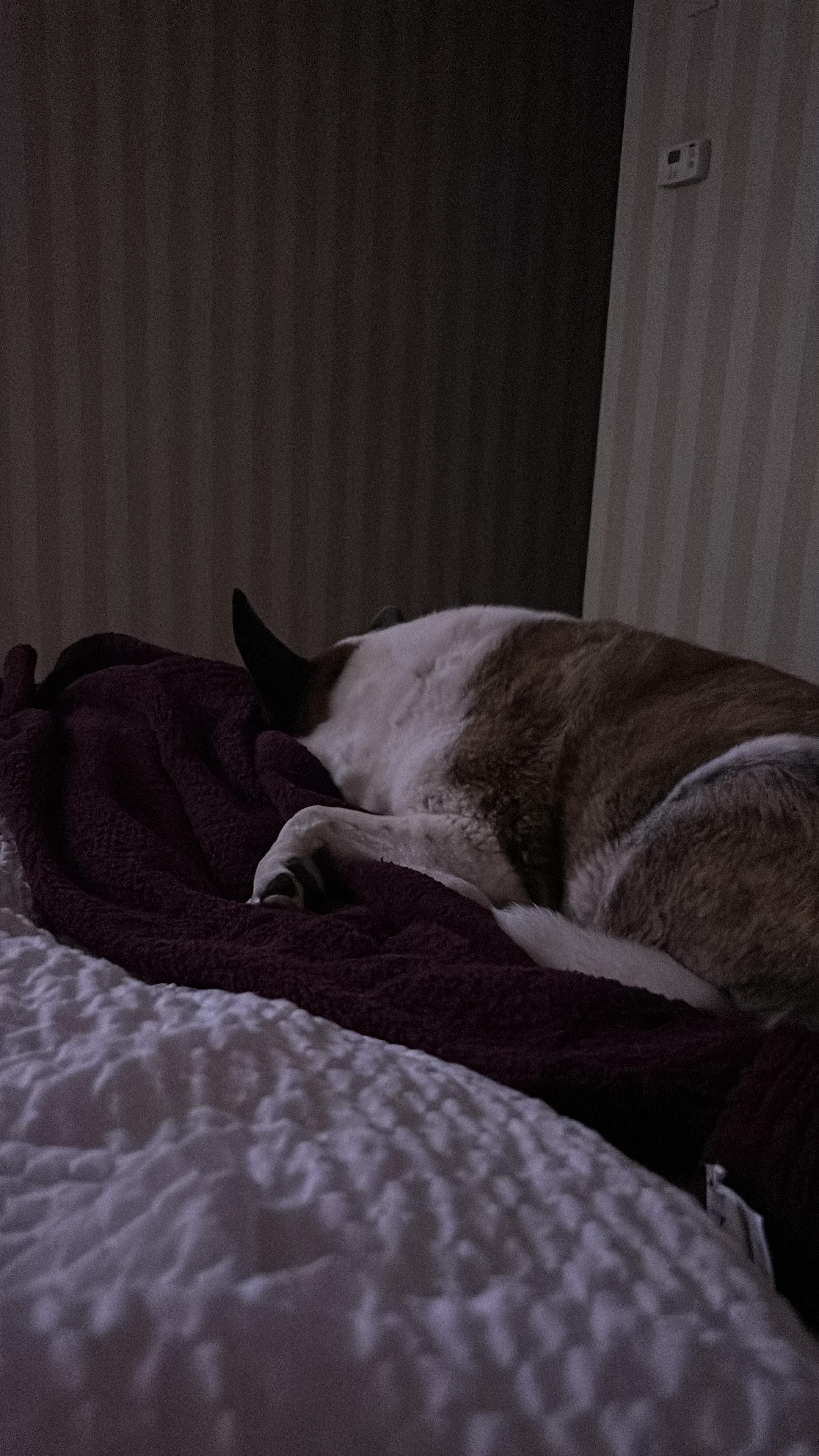 Tired dog trixie on her blanket on the comfy bed