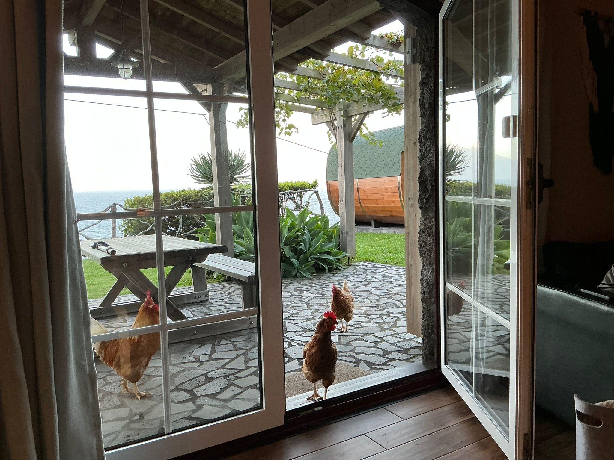 De haan met zijn kippen kwam ons af en toe bezoeken. 