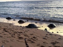 Turtles coming ashore at sunset
