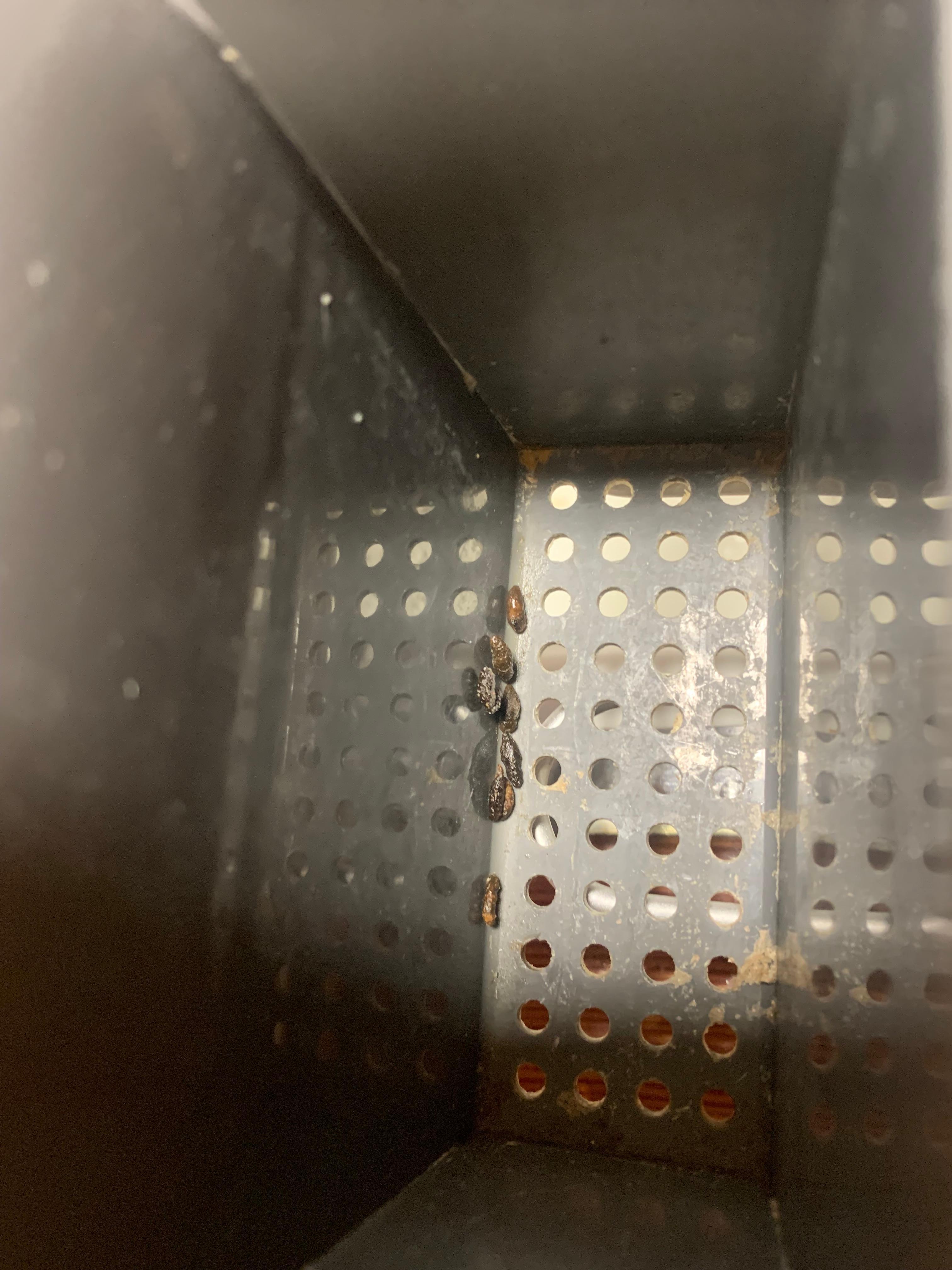 mouse droppings in the dishdrainer under the sink