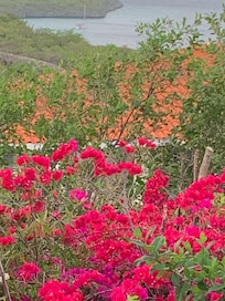 Flowery bushes by the veranda