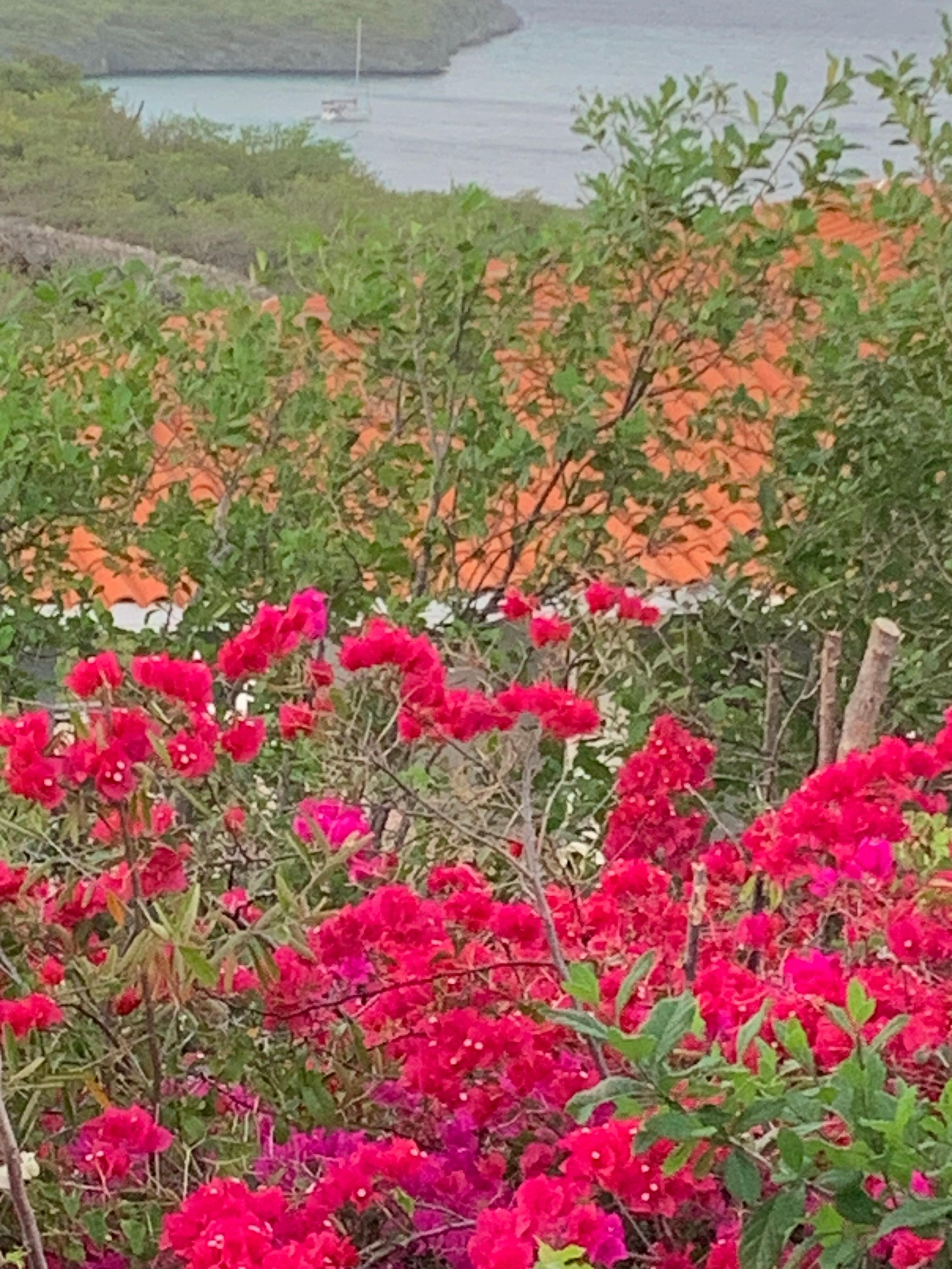 Flowery bushes by the veranda