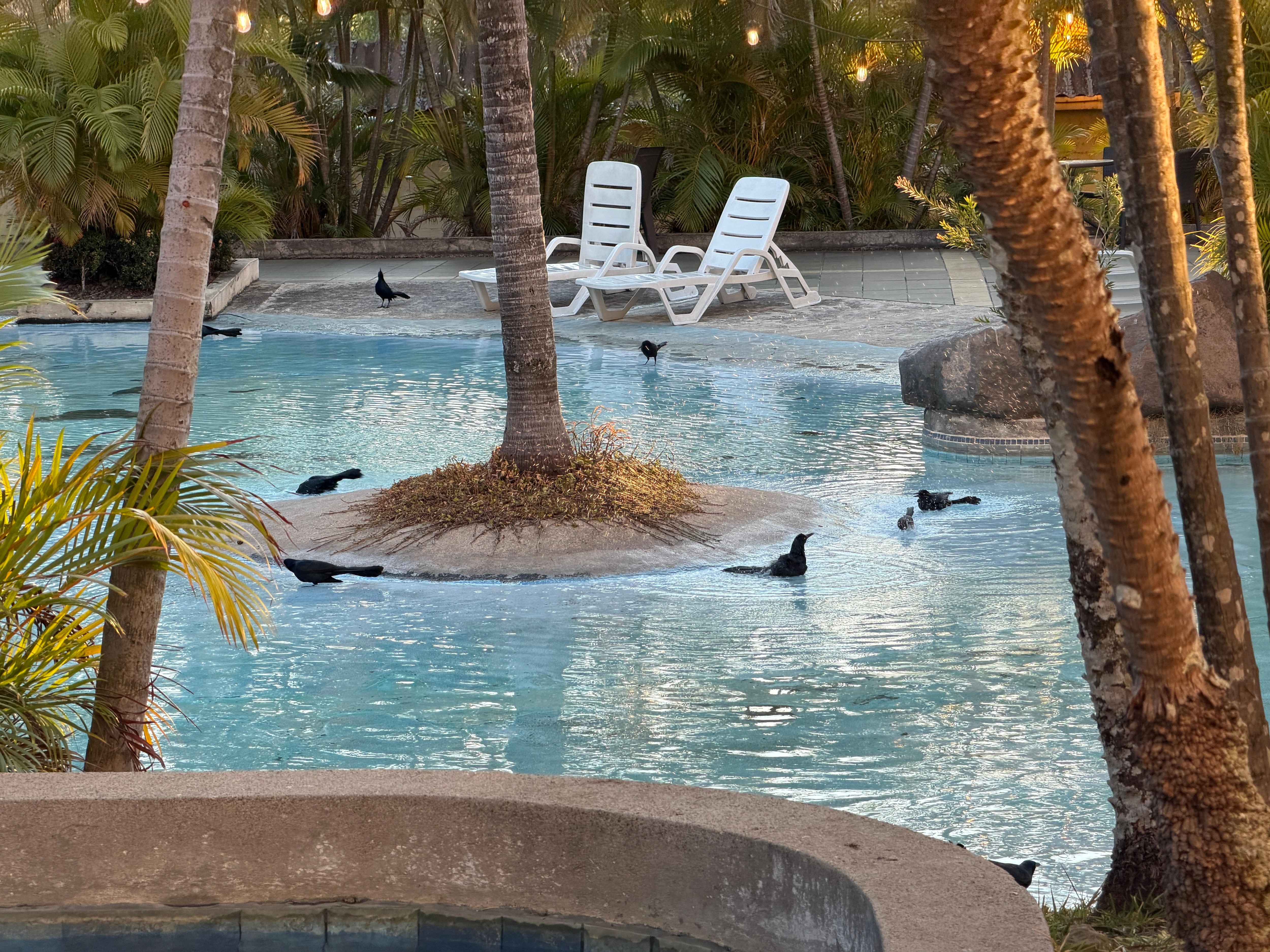 Notice all the bird in the pool? Birds don’t like chlorine, but they had no trouble in the cold bird pool 🤦‍♂️