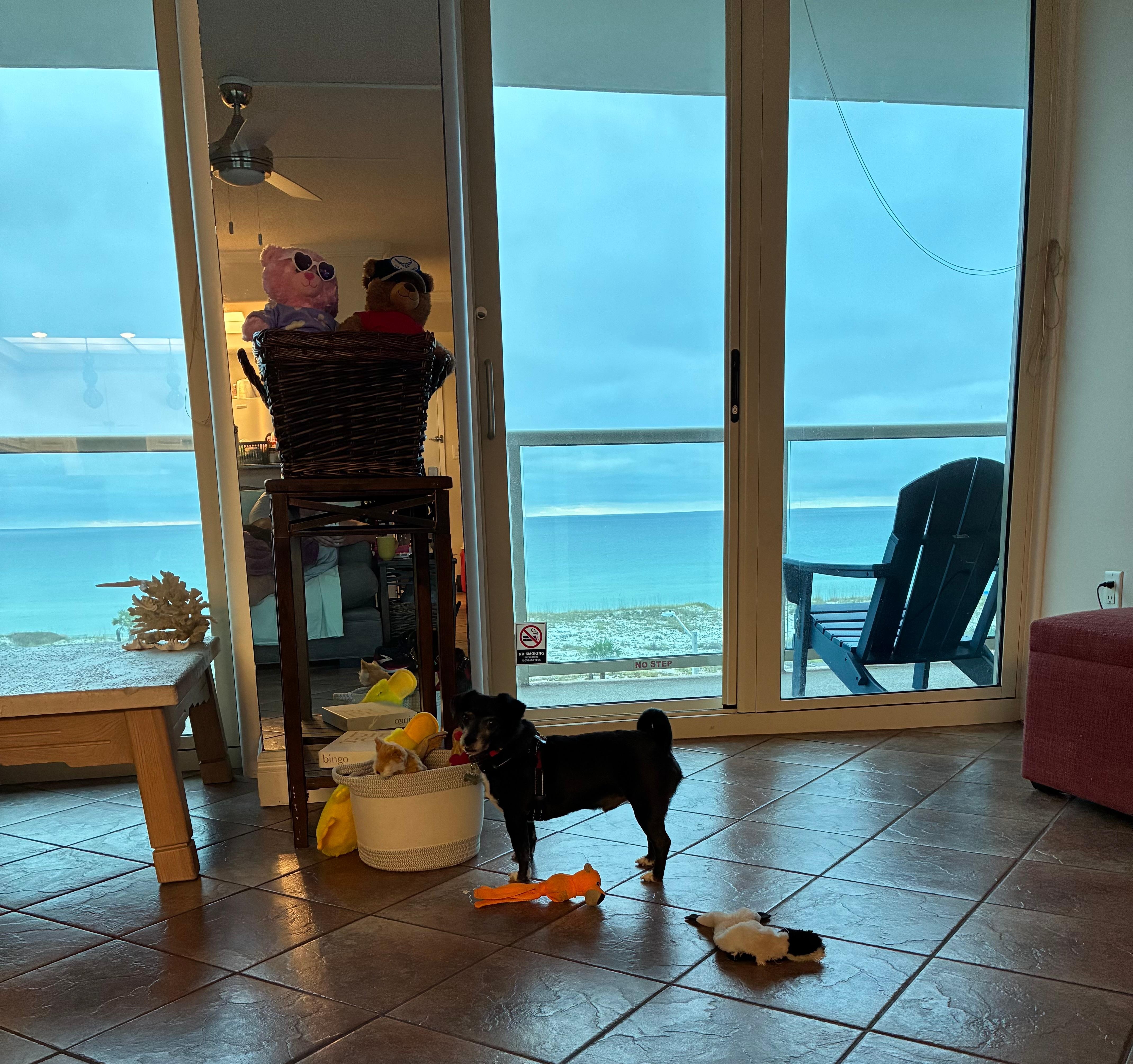 One of the pups enjoying playing in the living room