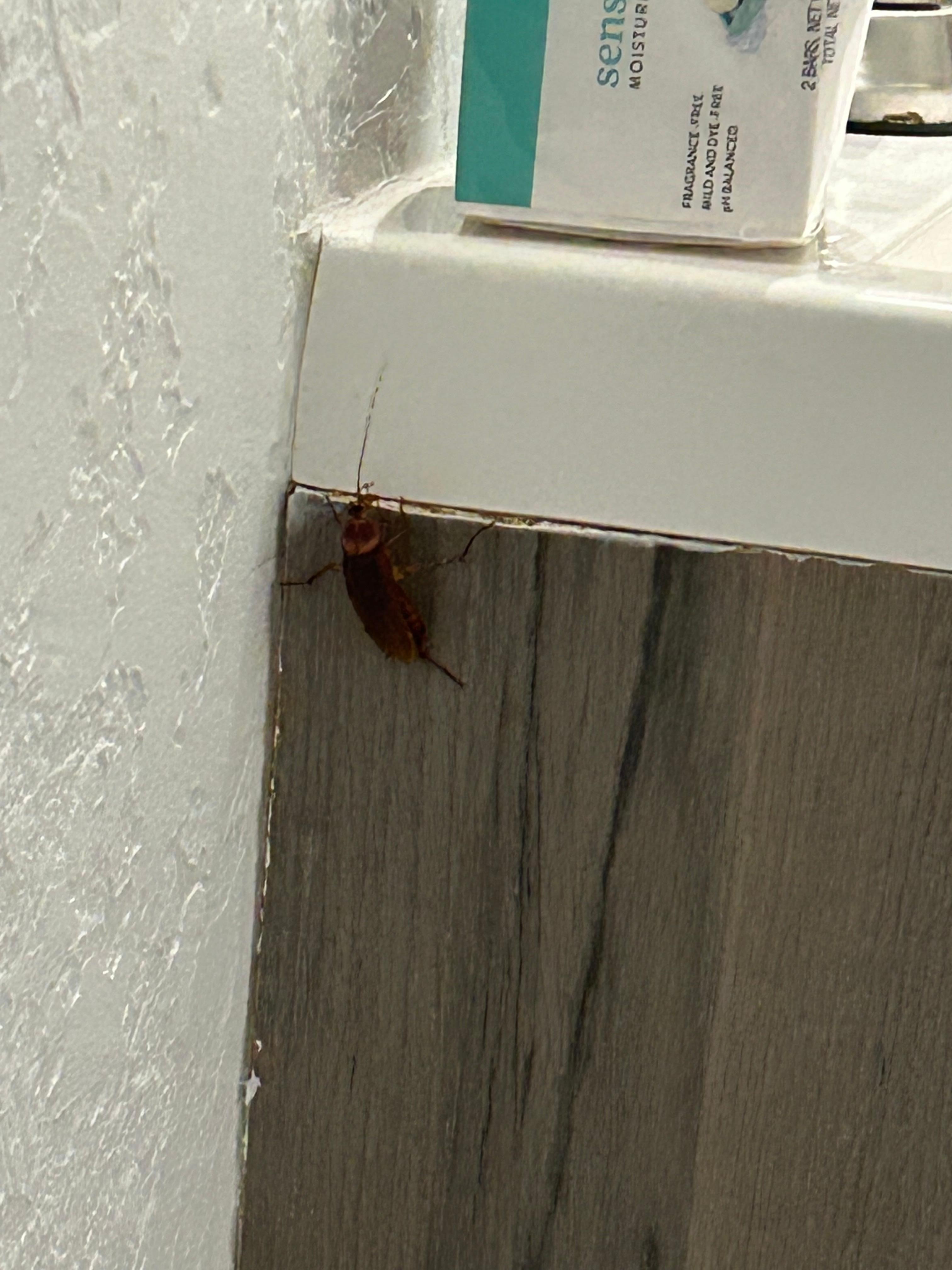 Roach in bathroom 
