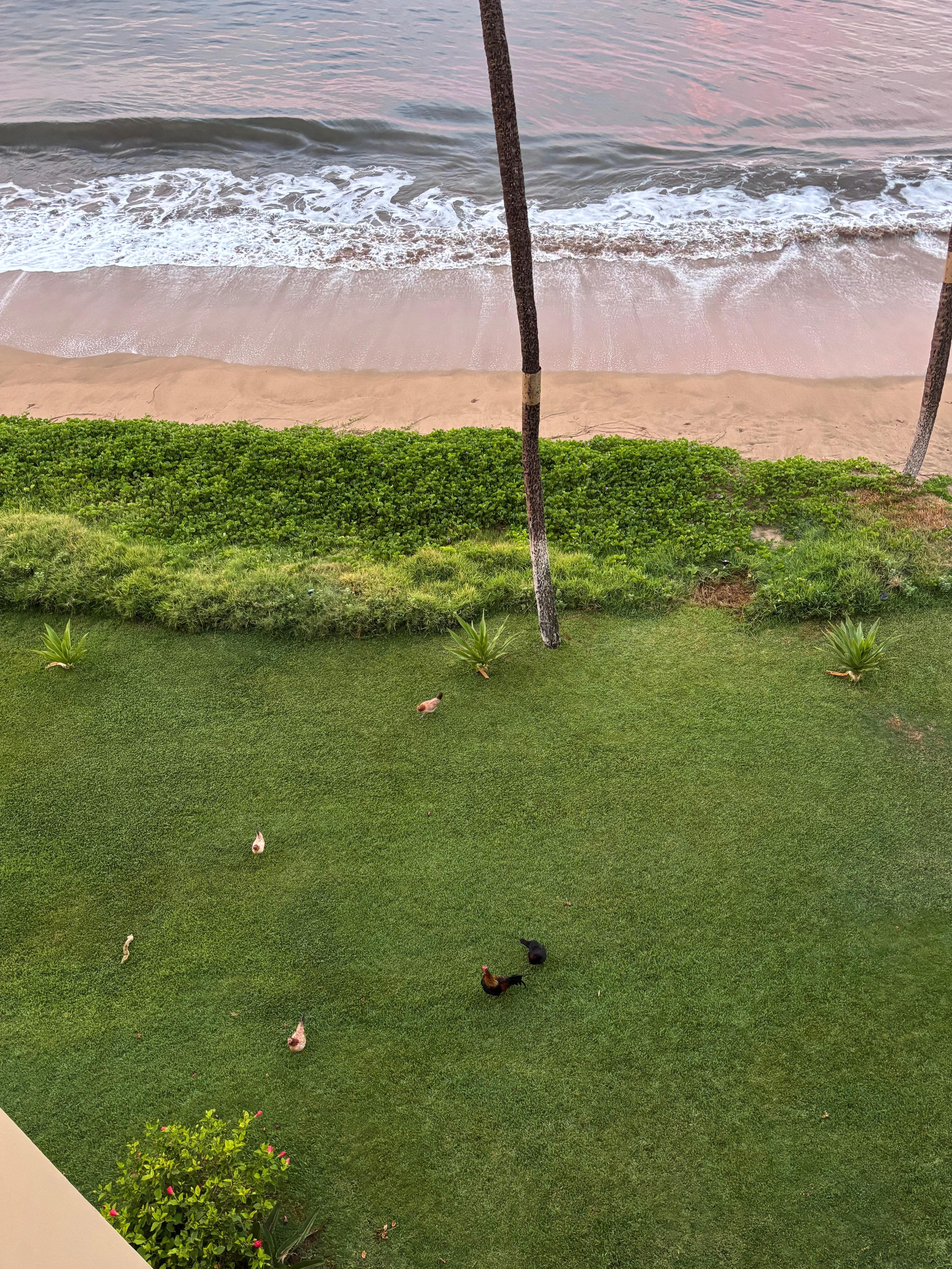 We would watch the chickens from our balcony. 