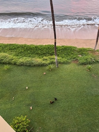 We would watch the chickens from our balcony.