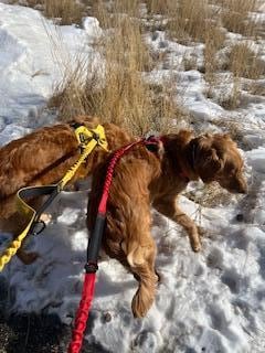 Great options for taking the dogs for a walk!