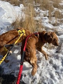 Great options for taking the dogs for a walk!