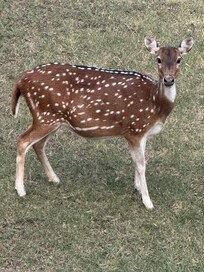 Backyard friend!