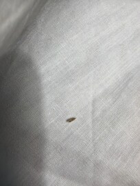 Specs of something on mattress & sheets